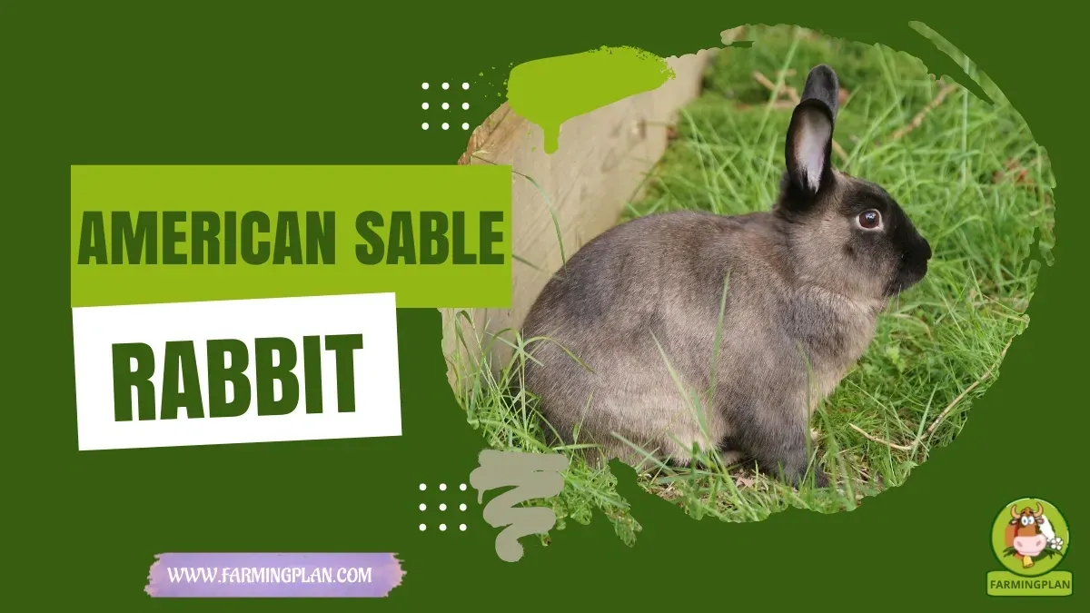 American Sable Rabbit - Farming & Breed Profile American Sable Rabbit