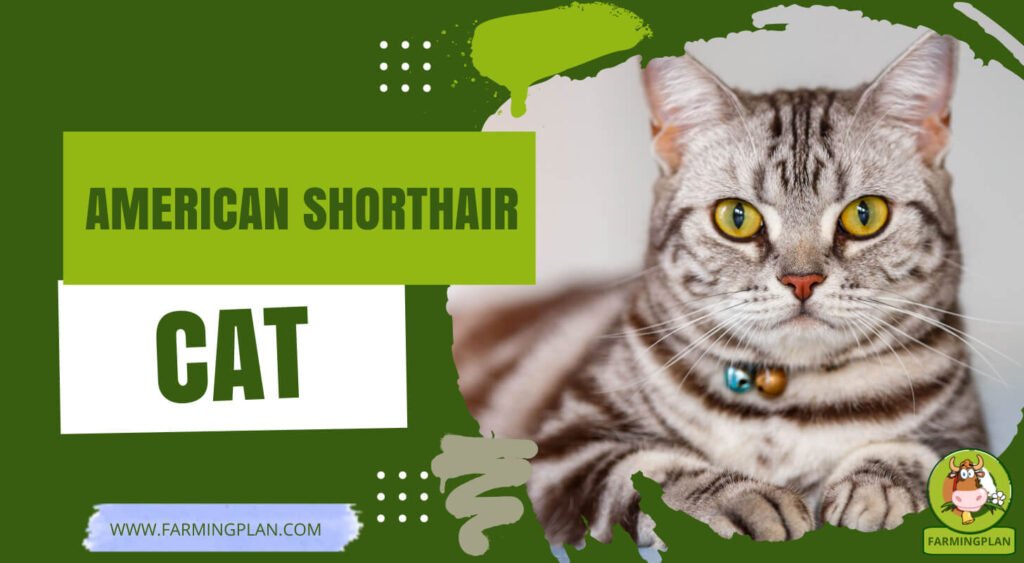 American Shorthair