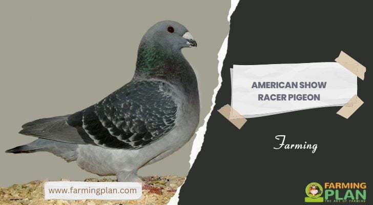 American Show Racer Pigeon