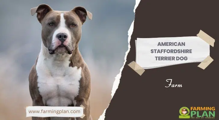 American Staffordshire Terrier Dog