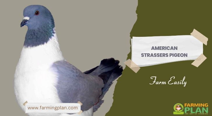 American Strassers Pigeon