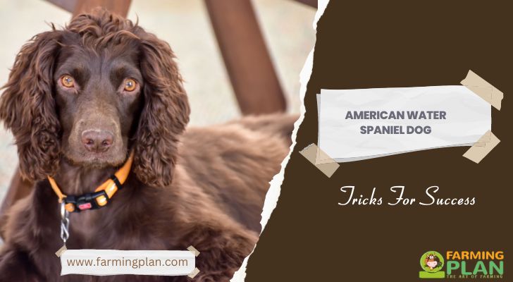 American Water Spaniel Dog