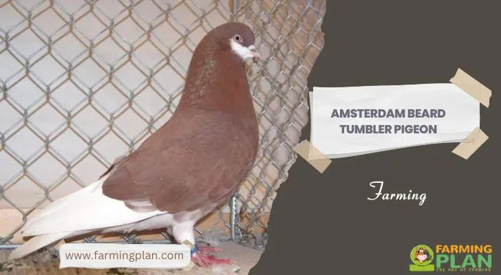 Amsterdam Beard Tumbler Pigeon