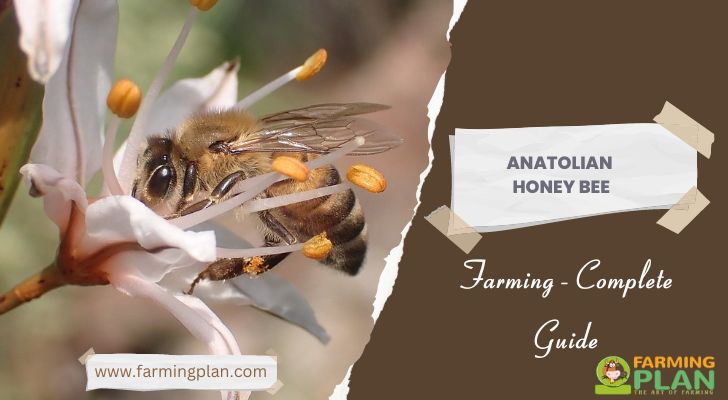 Anatolian Honey Bee