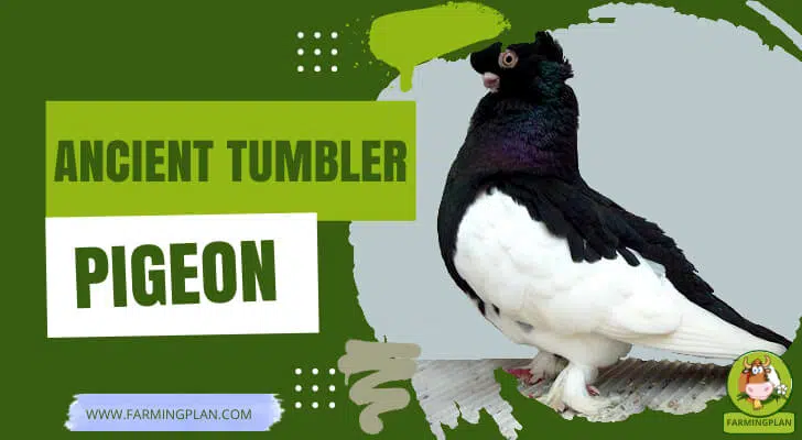 Ancient Tumbler Pigeon