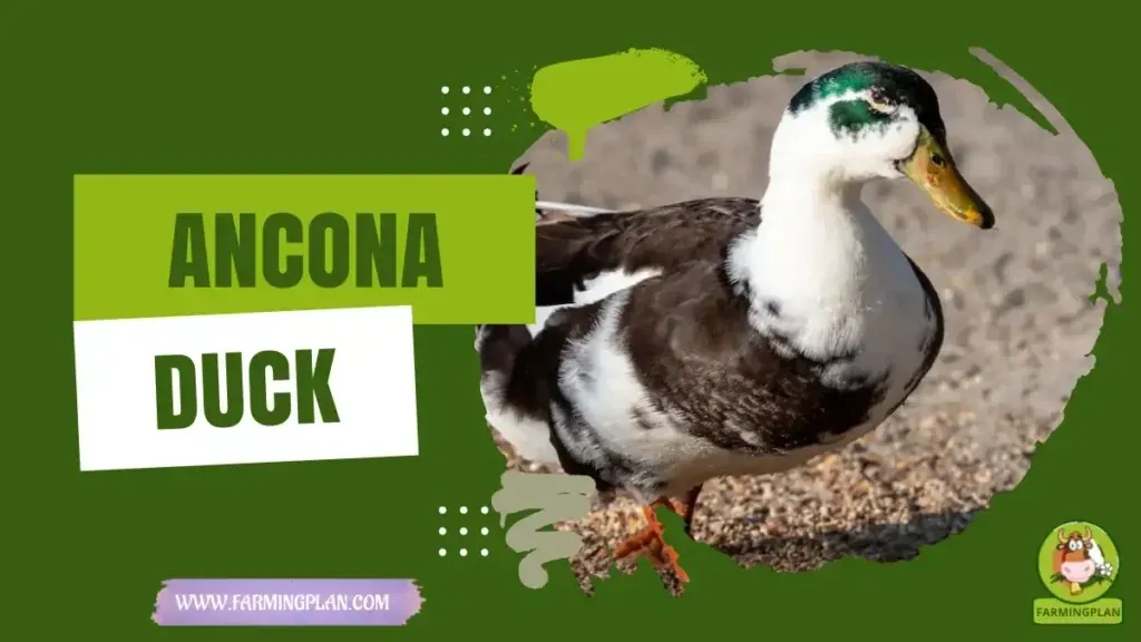 Ancona Duck characteristics, agricultural utility and breed care guide