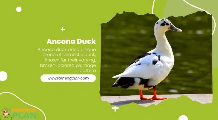 Ancona-Duck