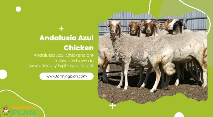 Andalusia-Azul-Chicken