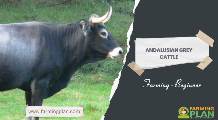 Andalusian Grey Cattle