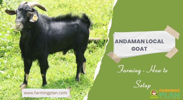 Andaman Local Goat Farming How To Setup Farming Plan