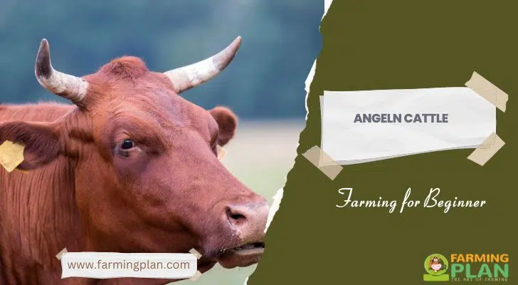 Angeln Cattle