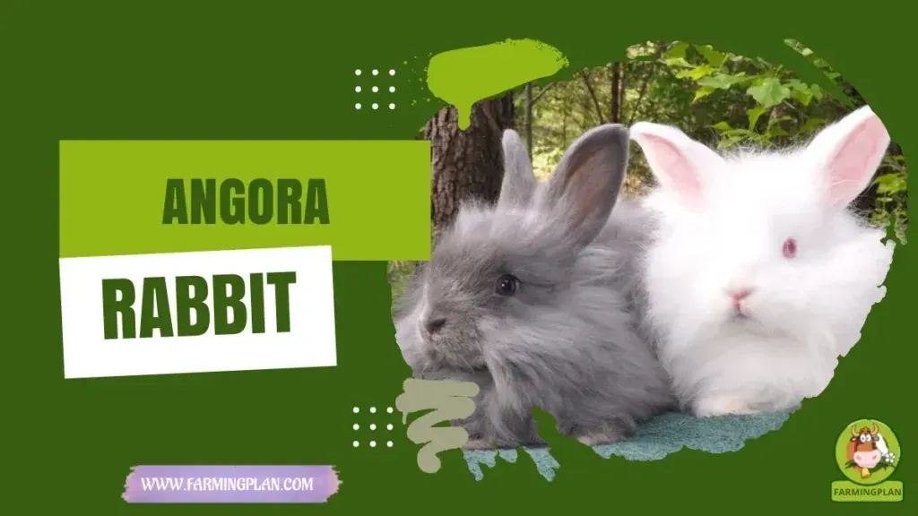 Angora Rabbit - Farming & Breed Profile Angora Rabbit Farming Guide