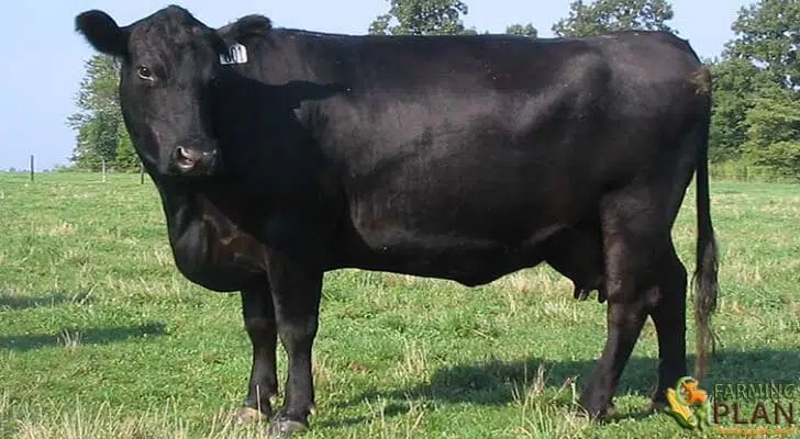 Angus Cattle