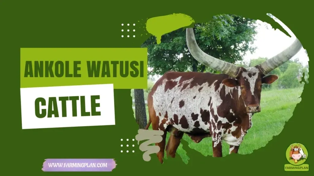 Ankole Watusi Cattle characteristics, agricultural utility and breed care guide