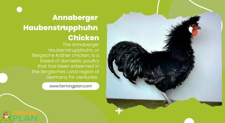 Annaberger-Haubenstrupphuhn-Chicken