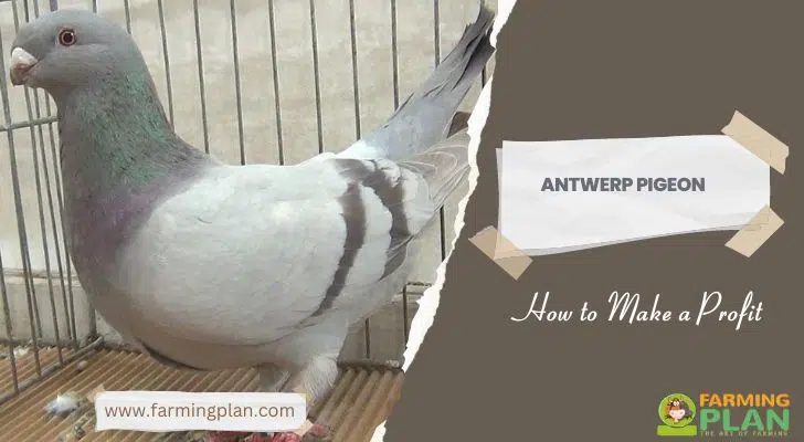 Antwerp Pigeon