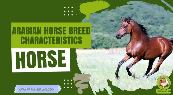 Arabian Horse breed characteristics