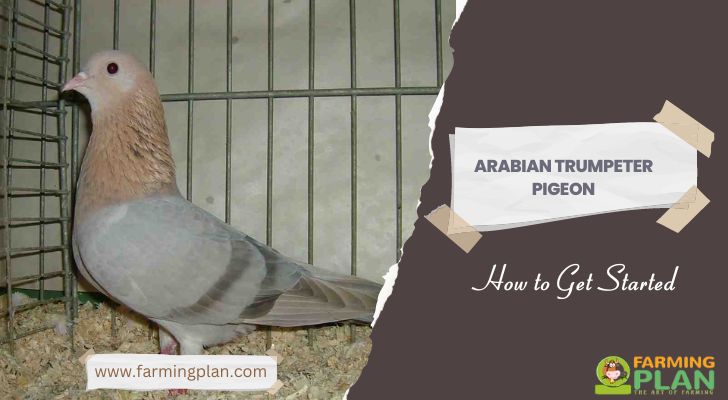 Arabian Trumpeter Pigeon