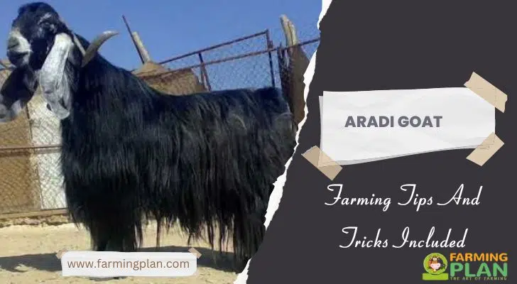 Aradi Goat