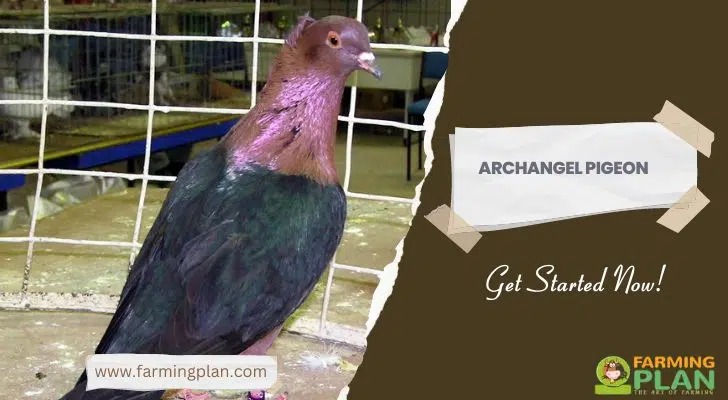 Archangel-Pigeon