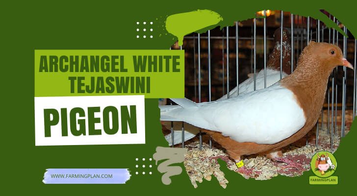 Archangel White Tejaswini Pigeon
