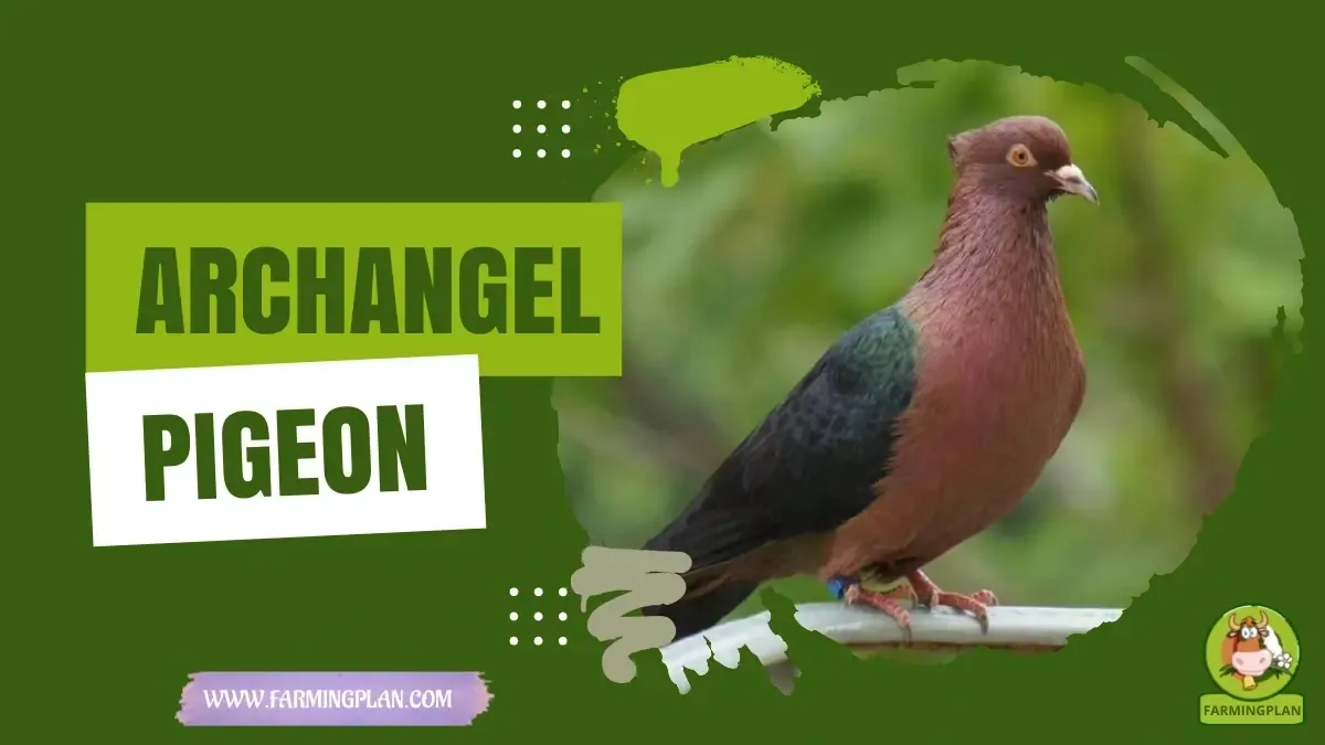 Archangel Pigeon - Farming & Breed Profile Archangel Pigeon characteristics, agricultural utility and breed care guide