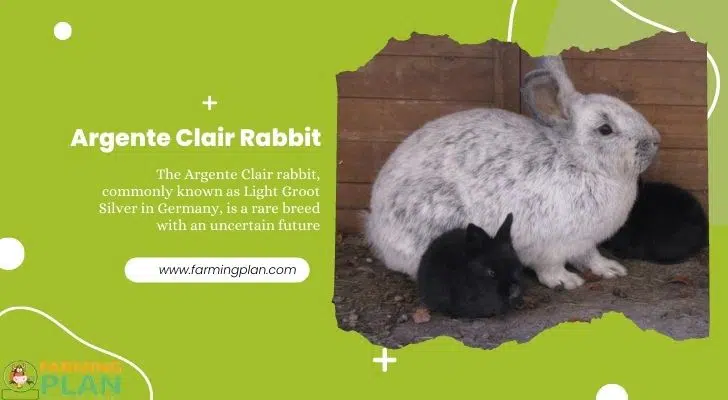 Argente Clair Rabbit