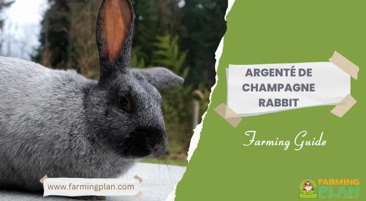 Argenté De Champagne Rabbit