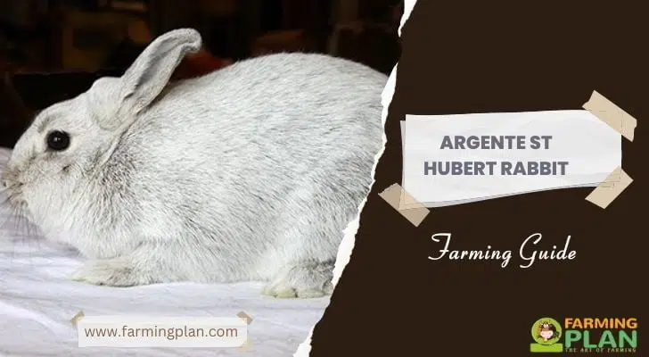 Argenté St Hubert Rabbit