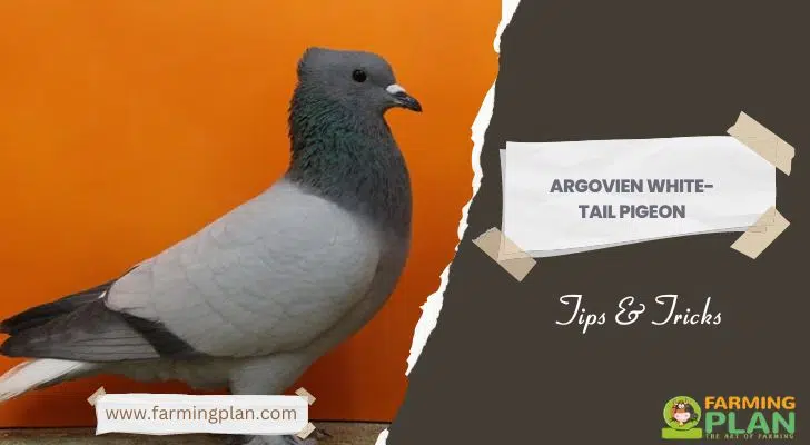 Argovien White-tail Pigeon