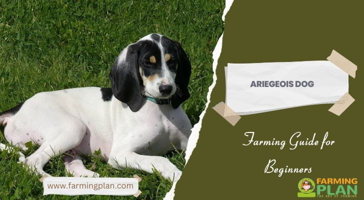 Ariegeois Dog