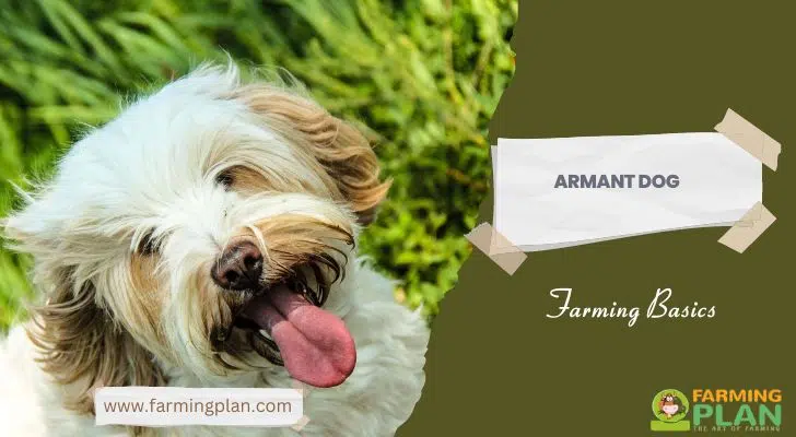 Armant Dog