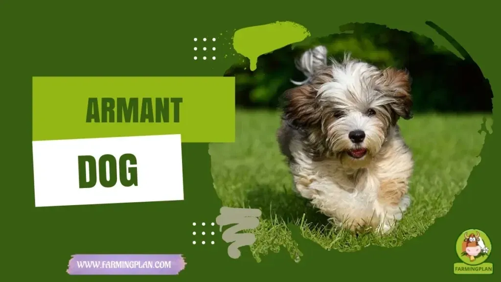 Armant Dogs - Farming & Breed Profile Armant Dogs Farming Guide