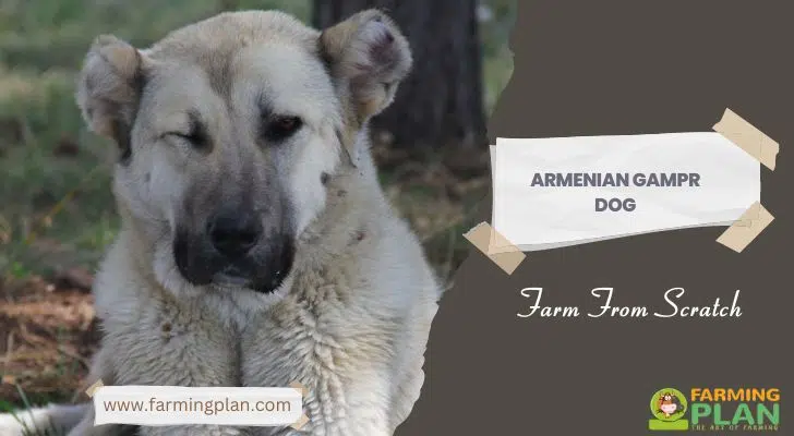 Armenian Gampr Dog