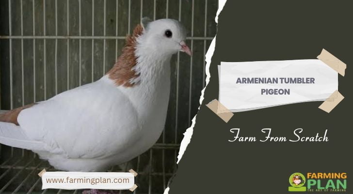 Armenian Tumbler Pigeon