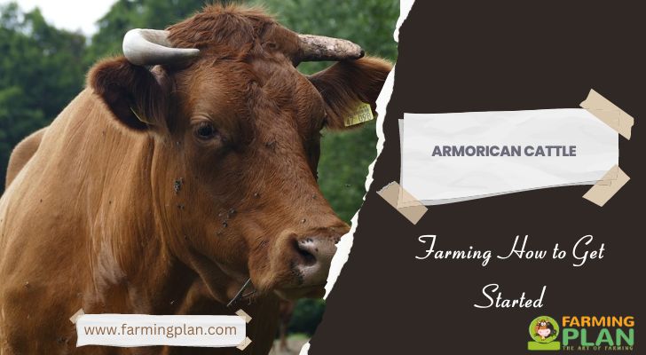 Armorican Cattle