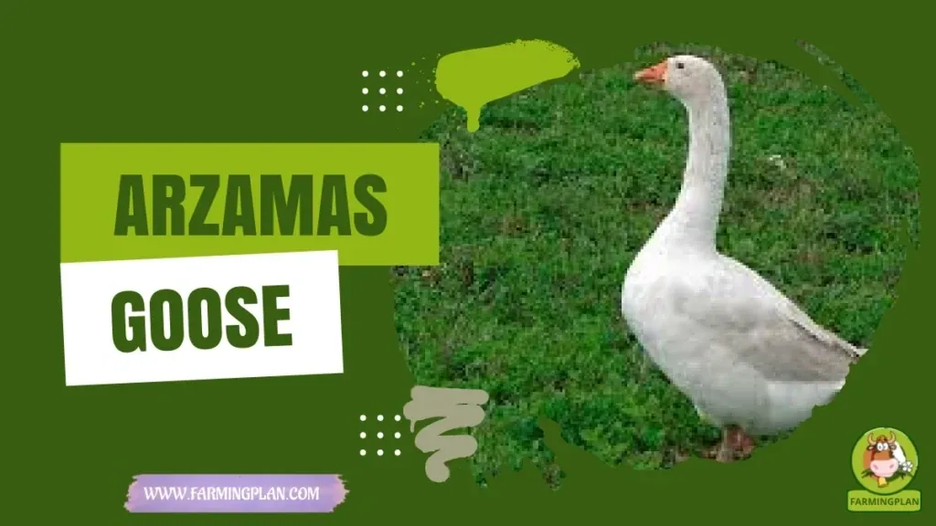Arzamas Goose characteristics, agricultural utility and breed care guide