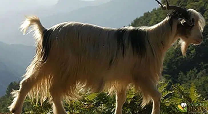 Aspromonte Goat