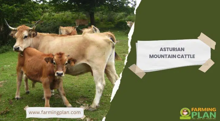 Asturian Mountain Cattle