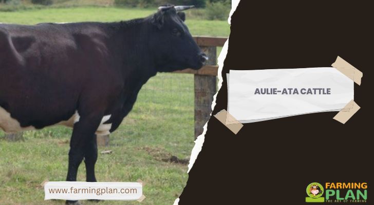 Aulie-Ata Cattle