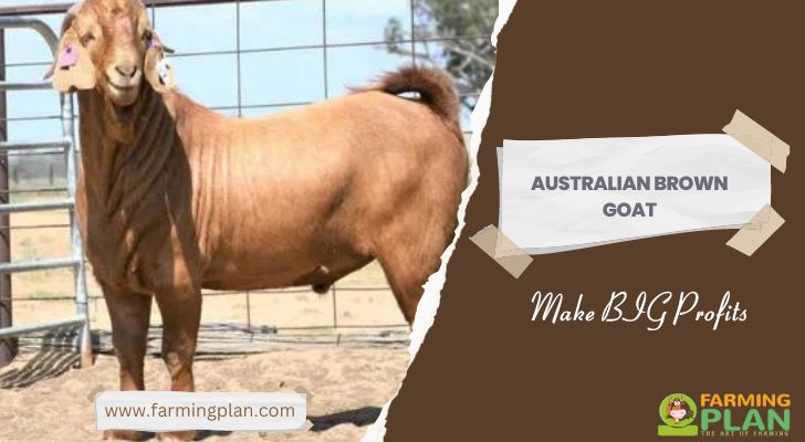 Australian Brown Goat