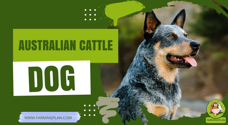 Australian Cattle Dog: The Best Beginner's Guide - Farming Plan