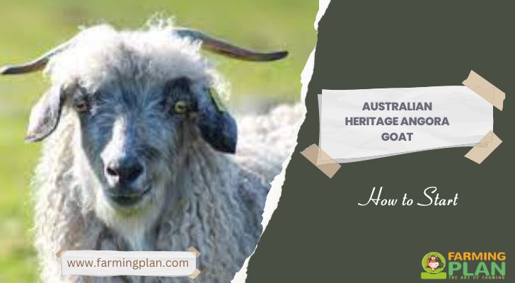 Australian Heritage Angora Goat