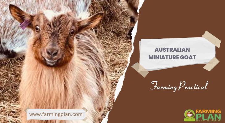 Australian Miniature Goat