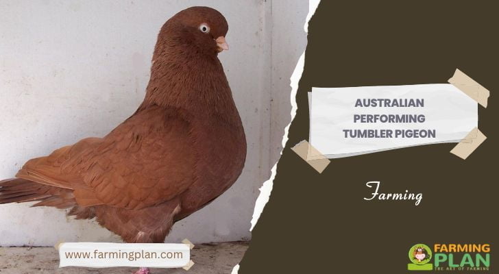 Australian Performing Tumbler Pigeon