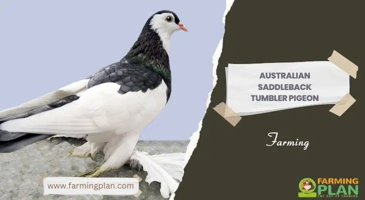 Australian Saddleback Tumbler Pigeon