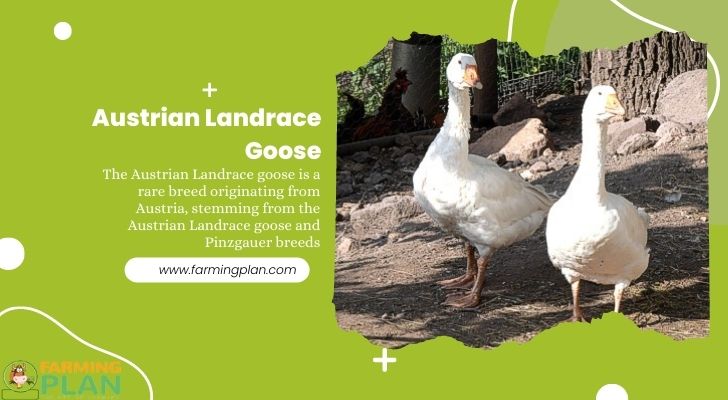 Austrian Landrace Goose