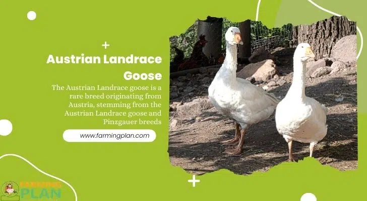 Austrian Landrace Goose