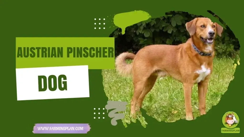 Austrian Pinscher Dog characteristics, agricultural utility and breed care guide