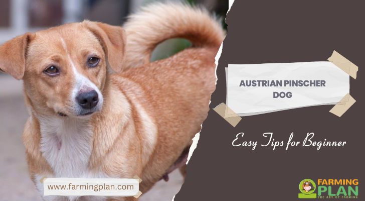 Austrian Pinscher Dog